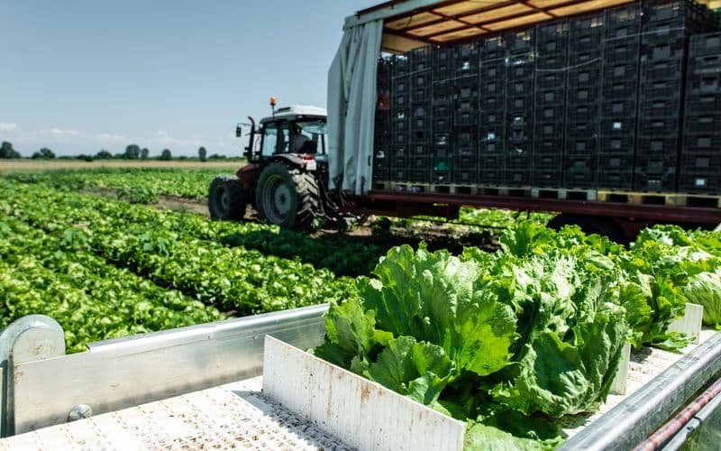 automatic lettuce picking machine