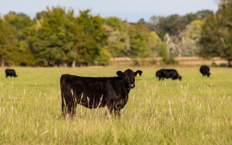 cattle in pasture
