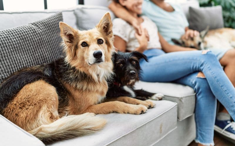 dogs laying on couch