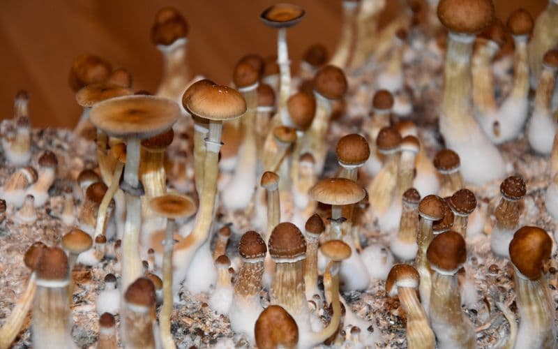 psilocybin mushrooms